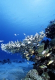 Acropora Corals with reef fish. Acropora Corals with reef fish.