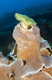 Montipora Coral (Montipora sp.) Montipora Coral (Montipora sp.)