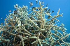 Acropora Coral (Acropora aspera) Acropora Coral (Acropora aspera)