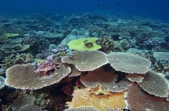 Acropora Corals (Acroporidae) Acropora Corals (Acroporidae)