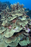 Montipora Coral (Montipora verrucosa)