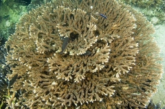 Acropora Coral (Acropora abrotanoides)