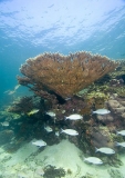 Acropora Corals (Acroporidae) Acropora Corals (Acroporidae)