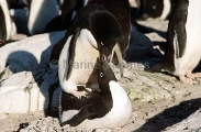 Adelie Penguins (Pygoscelis adeliae) Adelie Penguins (Pygoscelis adeliae)