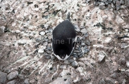 Adelie Penguin (Pygoscelis adeliae) Adelie Penguin (Pygoscelis adeliae)
