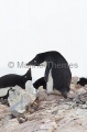 Adelie Penguins (Pygoscelis adeliae) Adelie Penguins (Pygoscelis adeliae)