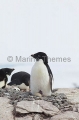 Adelie Penguin (Pygoscelis adeliae) Adelie Penguin (Pygoscelis adeliae)