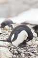 Adelie Penguin (Pygoscelis adeliae) Adelie Penguin (Pygoscelis adeliae)