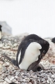 Adelie Penguin (Pygoscelis adeliae) Adelie Penguin (Pygoscelis adeliae)