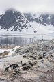 Adelie Penguin (Pygoscelis adeliae) Adelie Penguin (Pygoscelis adeliae)