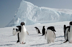 Adelie Penguins (Pygoscelis adeliae) Adelie Penguins (Pygoscelis adeliae)