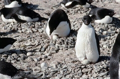 Adelie Penguins (Pygoscelis adeliae) Adelie Penguins (Pygoscelis adeliae)