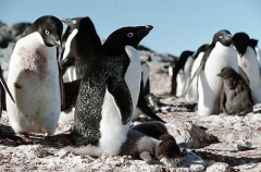 Adelie Penguins (Pygoscelis adeliae) Adelie Penguins (Pygoscelis adeliae)