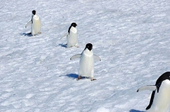 Adelie Penguins (Pygoscelis adeliae) Adelie Penguins (Pygoscelis adeliae)