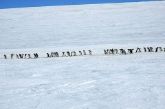 Adelie Penguins (Pygoscelis adeliae) Adelie Penguins (Pygoscelis adeliae)