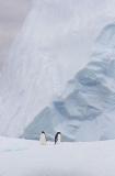 Adelie Penguins (Pygoscelis adeliae) Adelie Penguins (Pygoscelis adeliae)