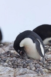 Adelie Penguin (Pygoscelis adeliae) Adelie Penguin (Pygoscelis adeliae)