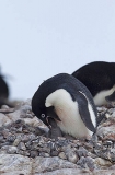 Adelie Penguin (Pygoscelis adeliae) Adelie Penguin (Pygoscelis adeliae)