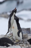Adelie Penguin (Pygoscelis adeliae) Adelie Penguin (Pygoscelis adeliae)