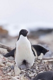 Adelie Penguin (Pygoscelis adeliae) Adelie Penguin (Pygoscelis adeliae)