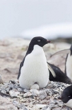 Adelie Penguin (Pygoscelis adeliae) Adelie Penguin (Pygoscelis adeliae)