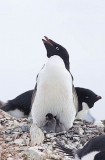 Adelie Penguin (Pygoscelis adeliae) Adelie Penguin (Pygoscelis adeliae)