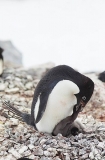 Adelie Penguin (Pygoscelis adeliae) Adelie Penguin (Pygoscelis adeliae)