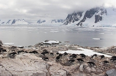 Adelie Penguin (Pygoscelis adeliae) Adelie Penguin (Pygoscelis adeliae)