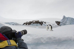 Adelie Penguins (Pygoscelis adeliae) Adelie Penguins (Pygoscelis adeliae)