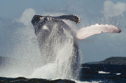 Humpback Whale (Megaptera novaeangliae) Humpback Whale (Megaptera novaeangliae)