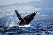 Humpback Whale (Megaptera novaeangliae) Humpback Whale (Megaptera novaeangliae)