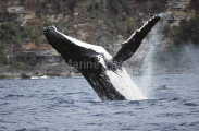Humpback Whale (Megaptera novaeangliae) Humpback Whale (Megaptera novaeangliae)