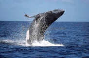 Humpback Whale (Megaptera novaeangliae) Humpback Whale (Megaptera novaeangliae)