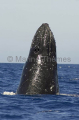Humpback Whale (Megaptera novaeangliae) Humpback Whale (Megaptera novaeangliae)