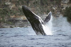 Humpback Whale (Megaptera novaeangliae) Humpback Whale (Megaptera novaeangliae)