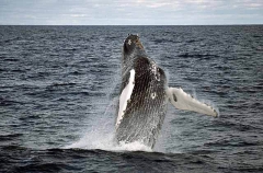 Humpback Whale (Megaptera novaeangliae) Humpback Whale (Megaptera novaeangliae)
