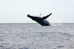 Humpback Whale (Megaptera novaeangliae) Humpback Whale (Megaptera novaeangliae)
