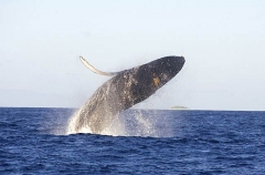 Humpback Whale (Megaptera novaeangliae) Humpback Whale (Megaptera novaeangliae)