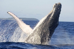Humpback Whale (Megaptera novaeangliae) Humpback Whale (Megaptera novaeangliae)