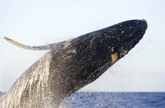 Humpback Whale (Megaptera novaeangliae) Humpback Whale (Megaptera novaeangliae)
