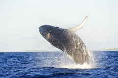 Humpback Whale (Megaptera novaeangliae) Humpback Whale (Megaptera novaeangliae)