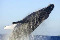 Humpback Whale (Megaptera novaeangliae) Humpback Whale (Megaptera novaeangliae)