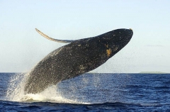 Humpback Whale (Megaptera novaeangliae) Humpback Whale (Megaptera novaeangliae)