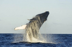 Humpback Whale (Megaptera novaeangliae) Humpback Whale (Megaptera novaeangliae)