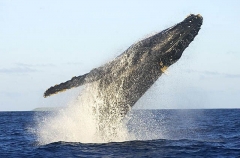Humpback Whale (Megaptera novaeangliae) Humpback Whale (Megaptera novaeangliae)