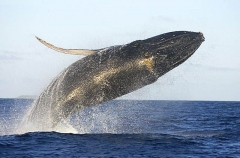 Humpback Whale (Megaptera novaeangliae) Humpback Whale (Megaptera novaeangliae)