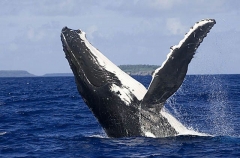 Humpback Whale (Megaptera novaeangliae) Humpback Whale (Megaptera novaeangliae)