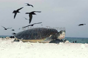 Green Turtle (Chelonia mydas) Green Turtle (Chelonia mydas)