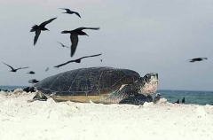 Green Turtle (Chelonia mydas) Green Turtle (Chelonia mydas)
