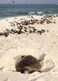 Green Turtle (Chelonia mydas) Green Turtle (Chelonia mydas)